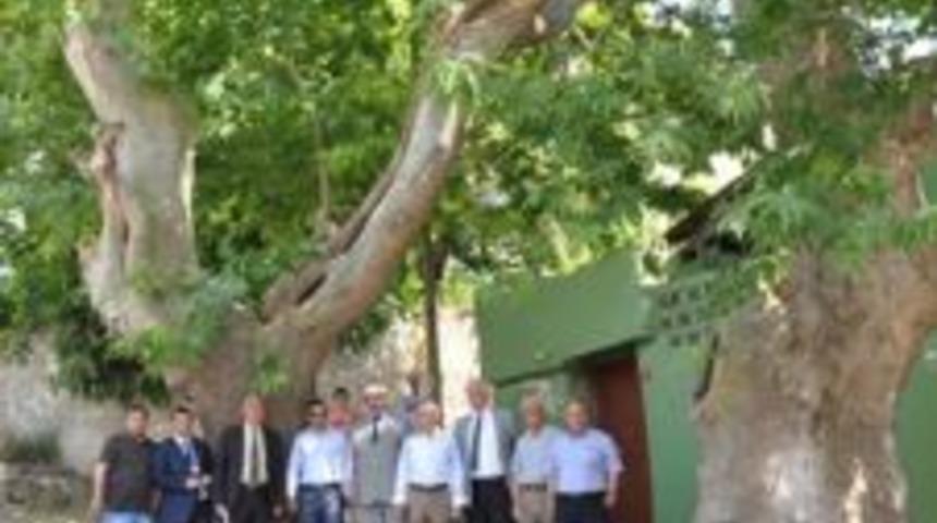 Tarihi &ccedil;ınar ağa&ccedil;ları koruma altına alındı