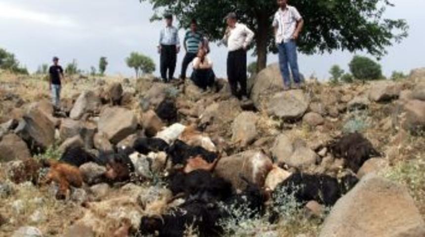 Yıldırım 30 Ke&ccedil;iyi Telef Etti