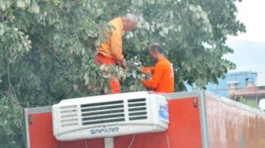 Kamyonun &Uuml;zerine &Ccedil;ıkıp Ihlamur Topladılar