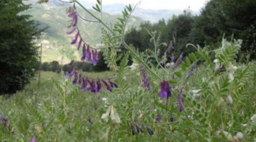Ordu&rsquo;da Macar Fiği Tarla G&uuml;n&uuml;