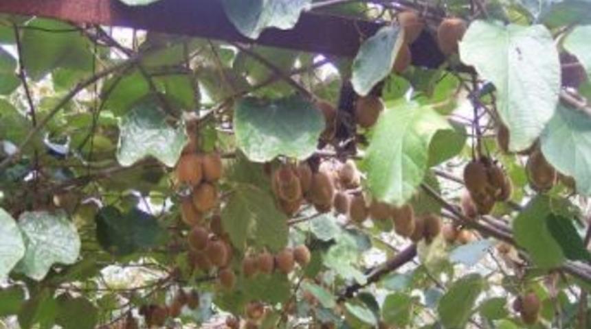 Yalova Kivisi Ab Projesi Oldu