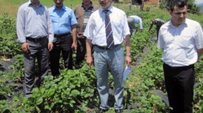 Çayırçukur’da Çilek Tarla Günü