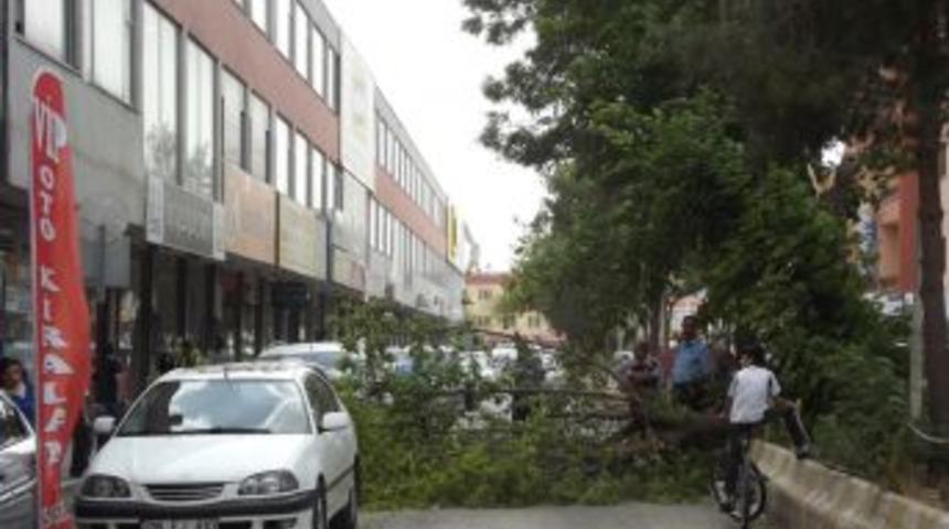 Fırtına Ağa&ccedil;ları Devirdi