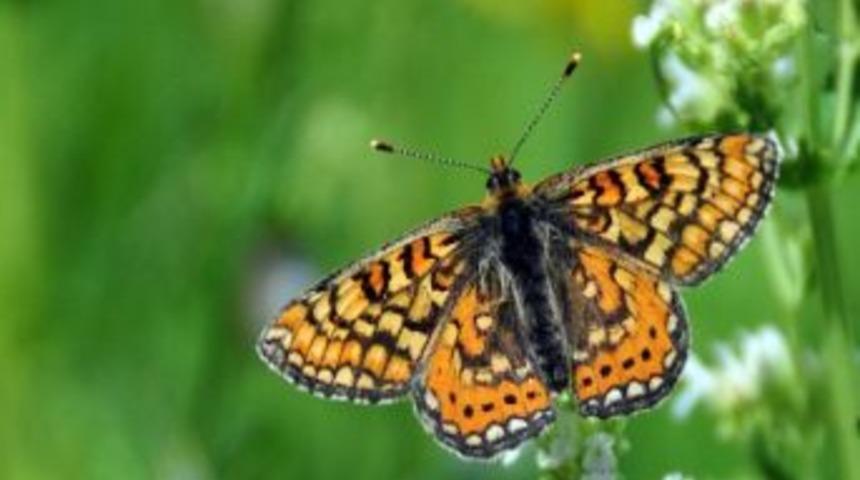 G&uuml;m&uuml;şhane&rsquo;de 181 T&uuml;r Kelebek Var