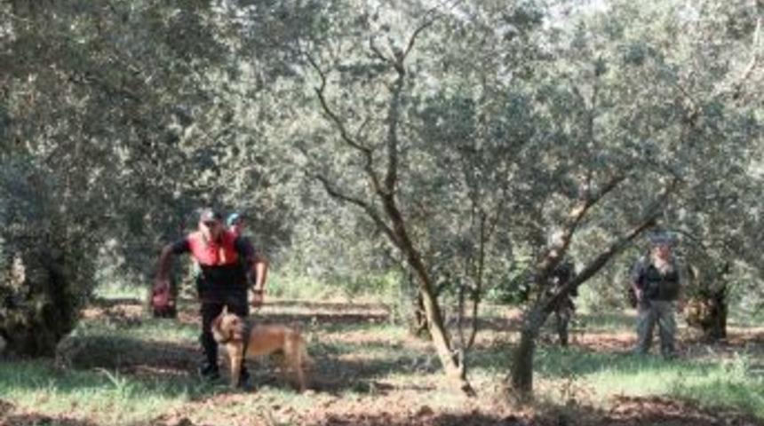 150 Jandarma Zeytinliklerde Cezaevi Firarisi Aradı