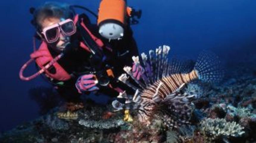 Kızıldeniz&rsquo;den Gelen Zehirli Balıklar Kıyıları Tehdit Ediyor