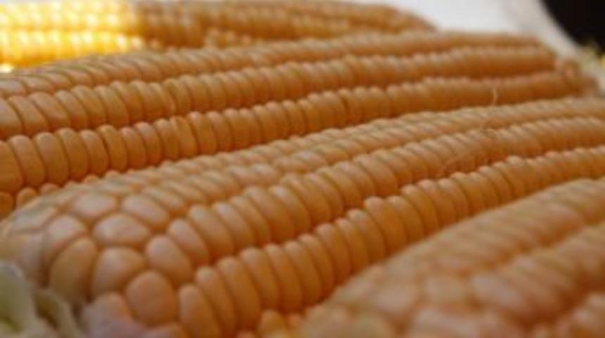 Mısırcının Dramı