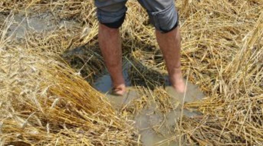 Ekin Tarlalarında Balık Ve Kurbağalar Y&uuml;z&uuml;yor