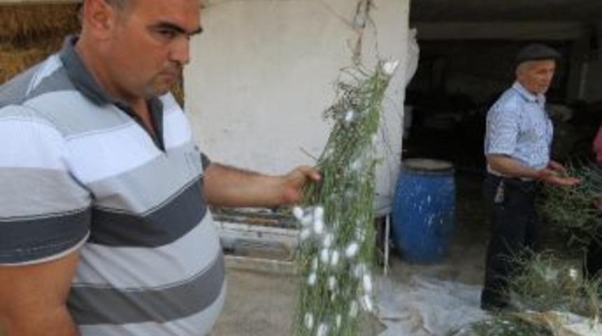 Milas&rsquo;ta İpekb&ouml;ceği &Uuml;reticiliğinin Desteklenmesi Projesi