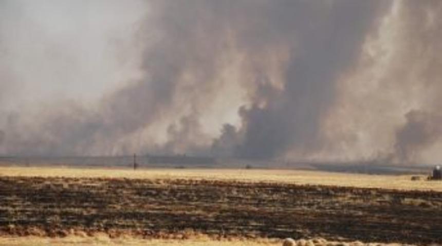 Yakılan Anız Doğal Hayatı Tehdit Ediyor