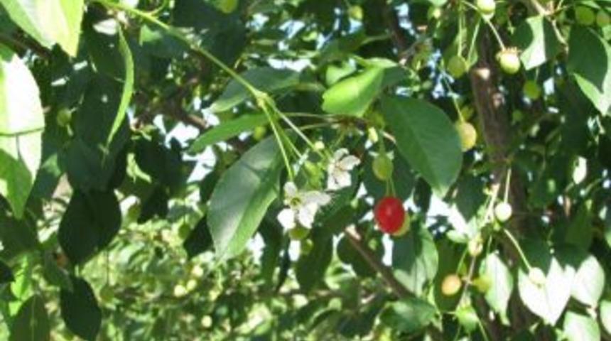 Yozgat&rsquo;ta Meyveren Vişne Tekrar &Ccedil;i&ccedil;ek A&ccedil;tı