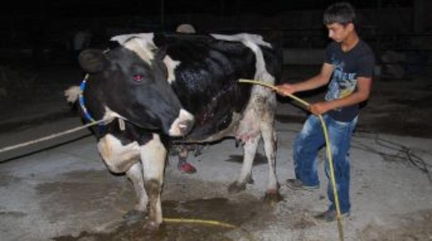 &Ccedil;&ouml;l Sıcaklarının Yaşandığı Aydın&rsquo;da Veterinerlerden &Ccedil;ift&ccedil;ilere İlgin&ccedil; Uyarı