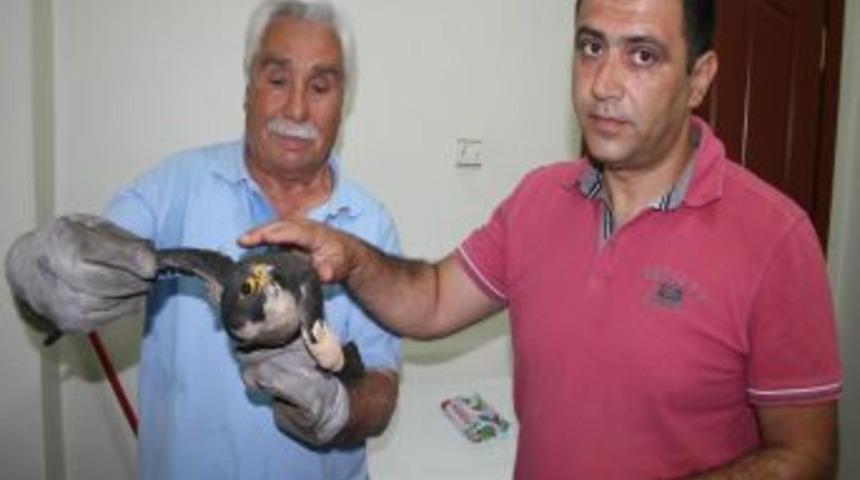 Duyarlı Vatandaş Kanadı Kırık Şahini Tedavi Ettirdi