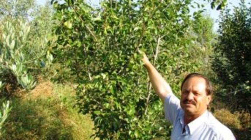 K&ouml;y&uuml;n&uuml;n Ak&ccedil;a Armudunu Yaşatmak İ&ccedil;in Tek Başına &Ccedil;alışıyor