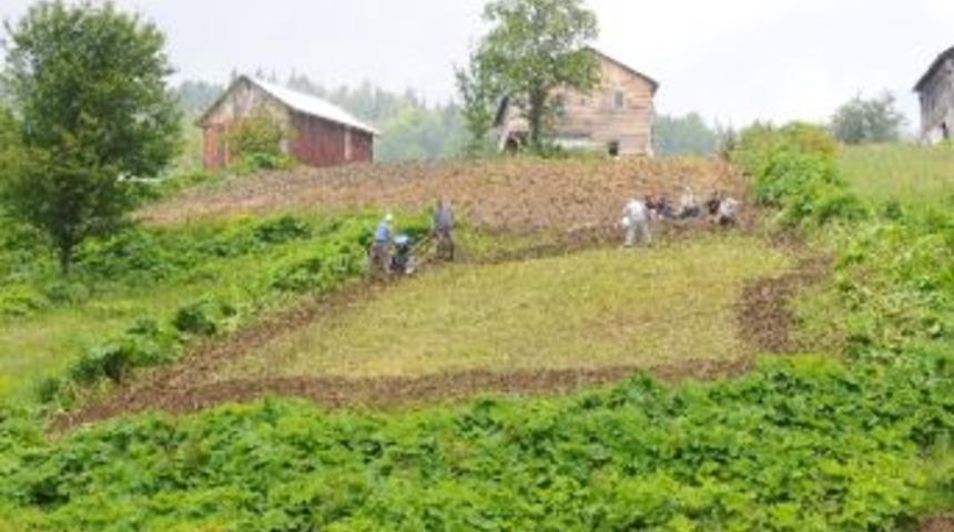 Karadenizde G&ouml;rmeye Alışık Olmadığımız Bir Tablo