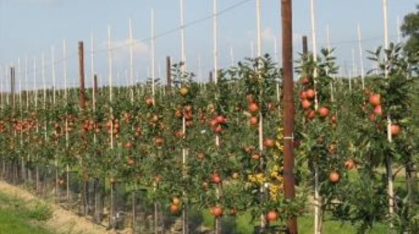 Ordu&rsquo;da Organik Tarım