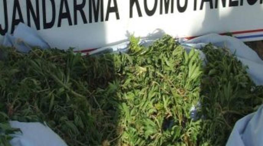 Yerköy’de Bin Kök Hint Keneviri Ele Geçirildi