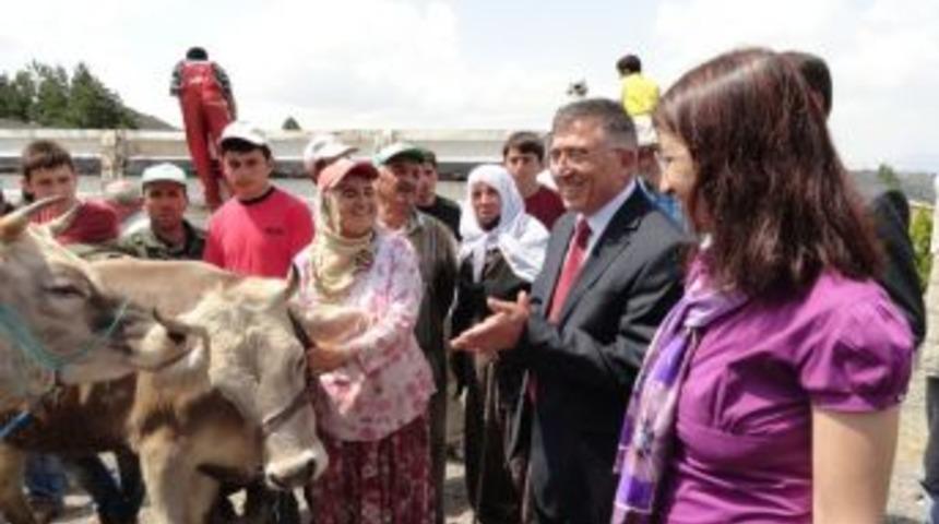 &Uuml;rg&uuml;p'te 240 baş g&uuml;ve dağıtıldı