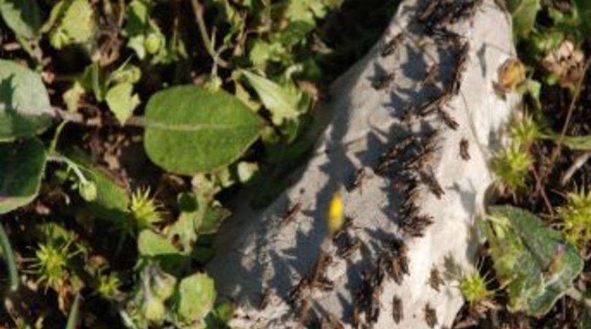 Akseki&rsquo;de &Ccedil;ekirge M&uuml;cadelesi Sona Erdi