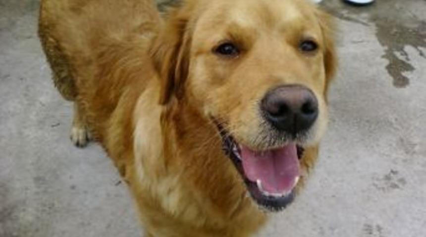 Ordu&rsquo;da Ge&ccedil;en Yıl 981 Kişiyi K&ouml;pek Isırdı