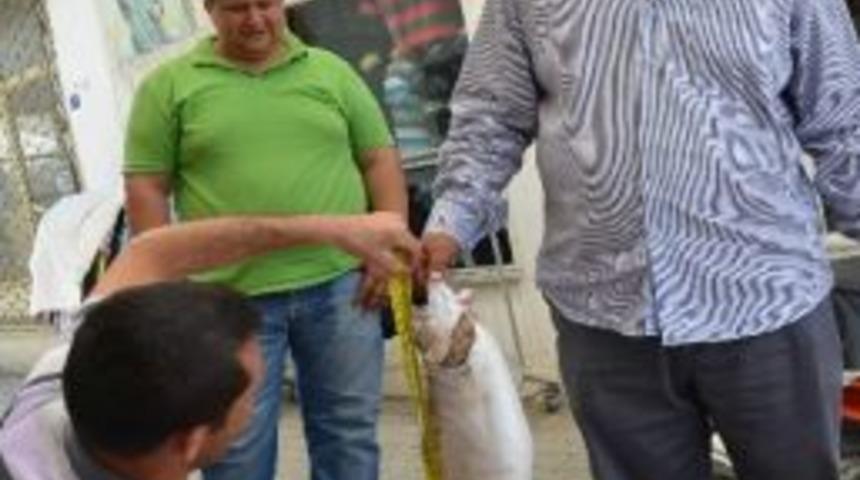 Oltaya Alabalık Takıldı