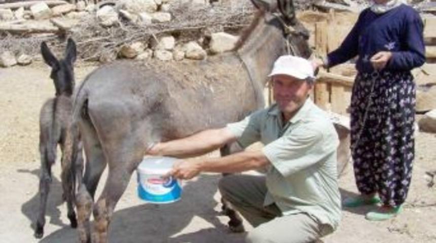 Aydın M&uuml;ft&uuml;l&uuml;ğ&uuml; Eşek S&uuml;t&uuml;n&uuml;n &lsquo;haram&rsquo; Olduğunu Belirtti