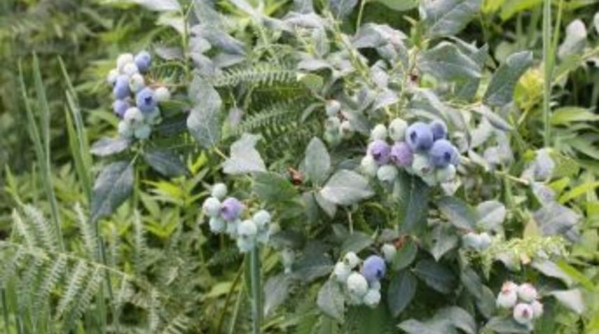 Likapa Yetiştiriciliği Tirebolu&rsquo;da Yaygınlaşmaya Başladı