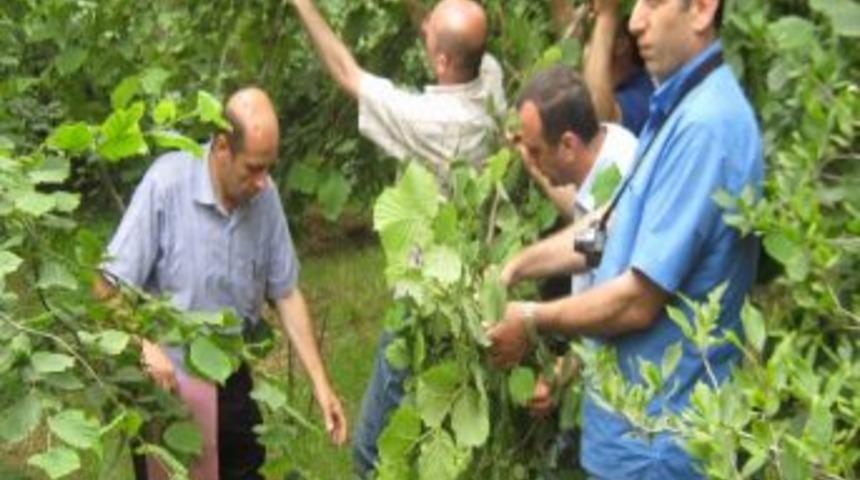 Trabzon&rsquo;da 2012 Yılı &Ccedil;otanak Sayımına G&ouml;re Fındık Rekoltesi Belirlendi