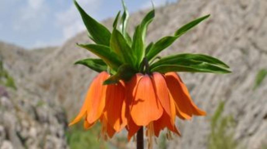 Afşin'den Ters Lale I&ccedil;in 2 Proje