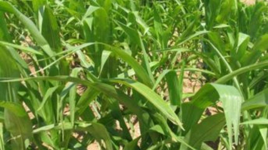 Destekleme Başvuruları 29 Haziran&rsquo;da Sona Eriyor