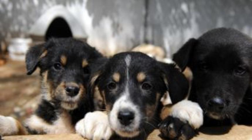 Hayvanlar İ&ccedil;in Bir Kap Su