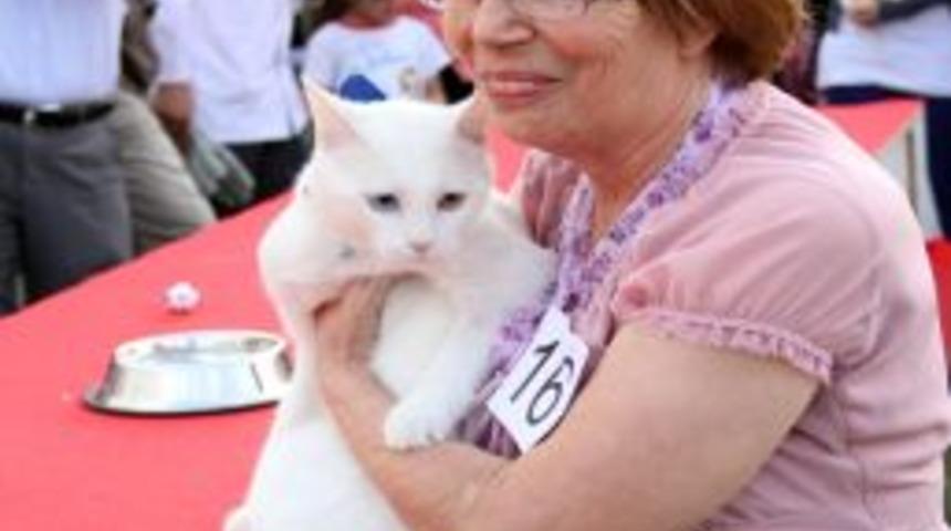Birbirinden G&uuml;zel Van Kedileri, Podyumda G&ouml;r&uuml;c&uuml;ye &Ccedil;ıktı