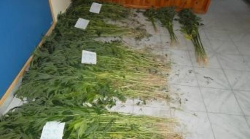 &Ccedil;i&ccedil;ekdağı&rsquo;nda 1300 K&ouml;k Hint Keneviri Ele Ge&ccedil;irildi