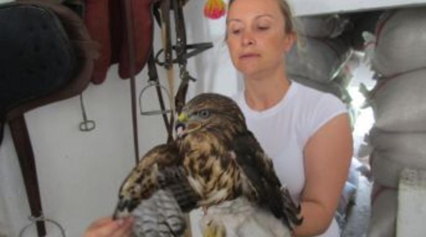 Kazdağları'nda Yolunu Şaşıran Yavru Şahine Edremit Belediyesi Sahip &Ccedil;ıktı