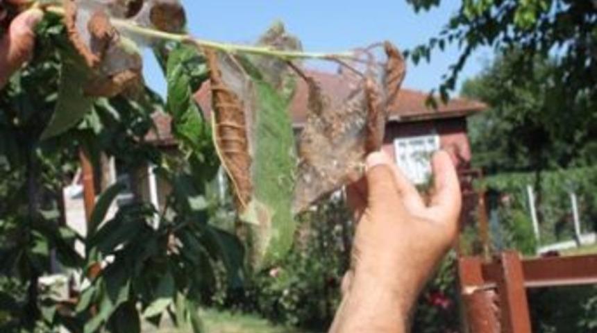 D&uuml;zce&rsquo;de Amerikan Beyaz Kelebeği M&uuml;cadelesi Yapılıyor