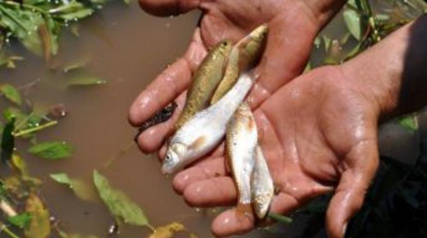 Kirli &Ccedil;ayda Y&uuml;zlerce Balık &Ouml;ld&uuml;