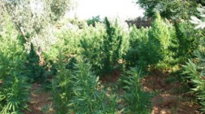 Zeytin Bahçesinde 15 Bin Kök Kenevir Bitkisi Ele Geçirildi