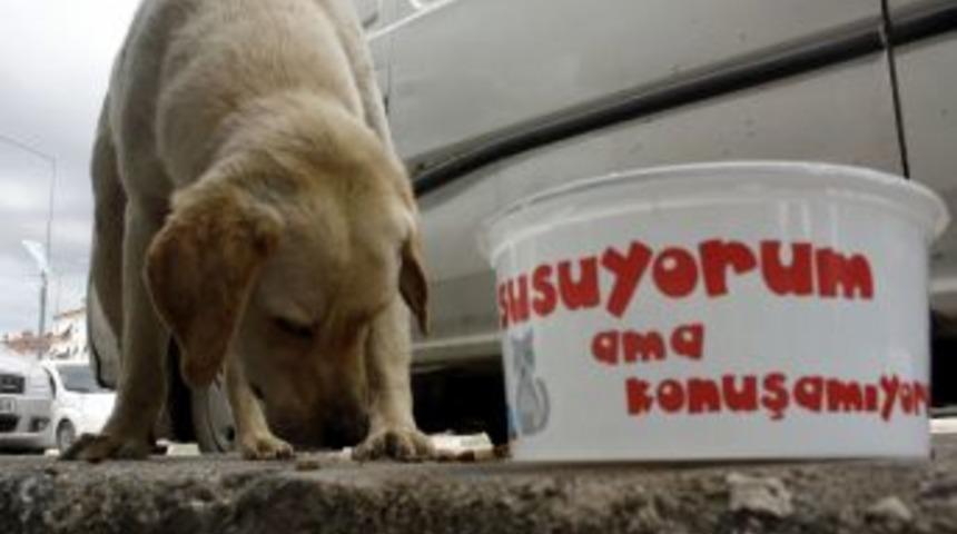 Sokak Hayvanları Susuz Kalmayacak