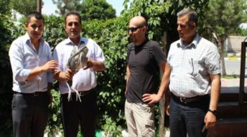 Yuvadan D&uuml;şen Yavru Gri Balık&ccedil;ıl Tedavi Edildi