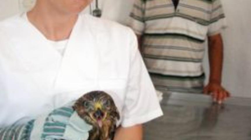 Yaralı Şahine Belediye Şefkati