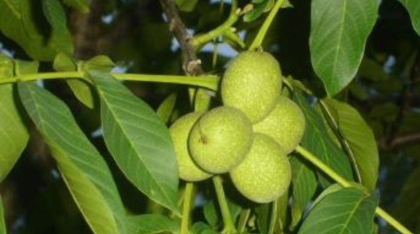 Ordu&rsquo;da Ceviz Yetiştiriciliği