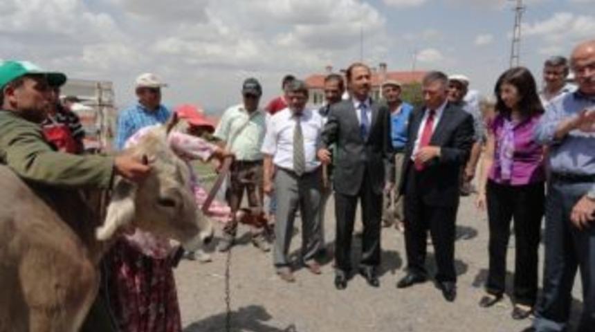 &Uuml;rg&uuml;pl&uuml; &Uuml;reticilere Gebe D&uuml;ve Dağıtıldı