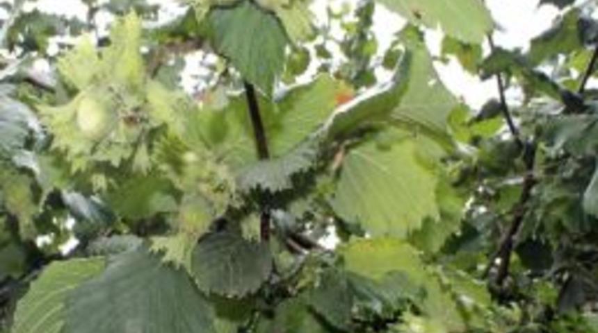 Yağmur İlaç Gibi Geldi