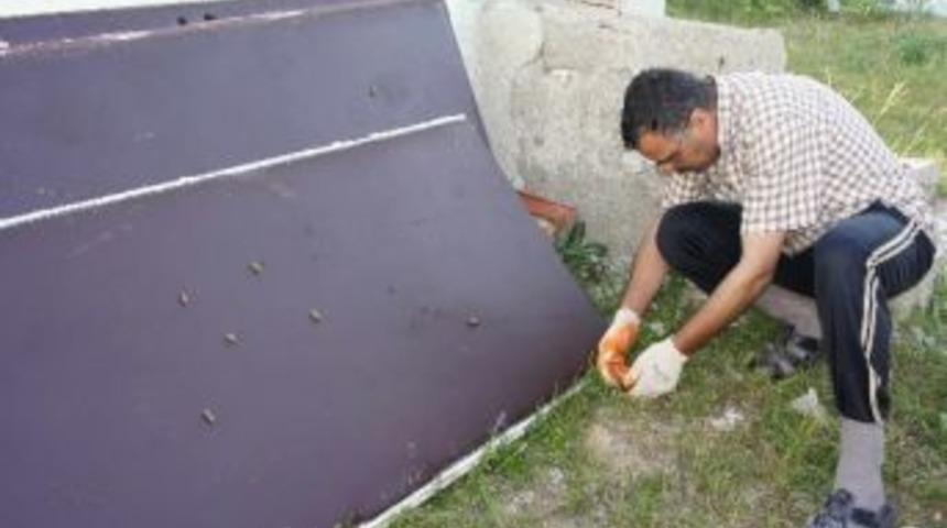 &Ccedil;ekirgeler Daday&rsquo;da Bir K&ouml;y&uuml; İstila Etti