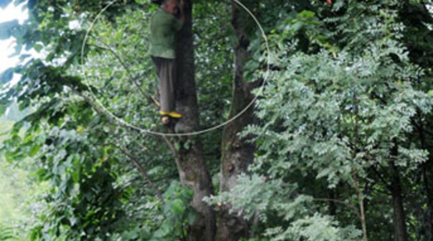 Budamaya çıktığı ağaçta mahsur kaldı