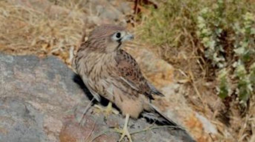 Yaralı Atmacaya Karşıyaka Belediyesi Sahip &Ccedil;ıktı