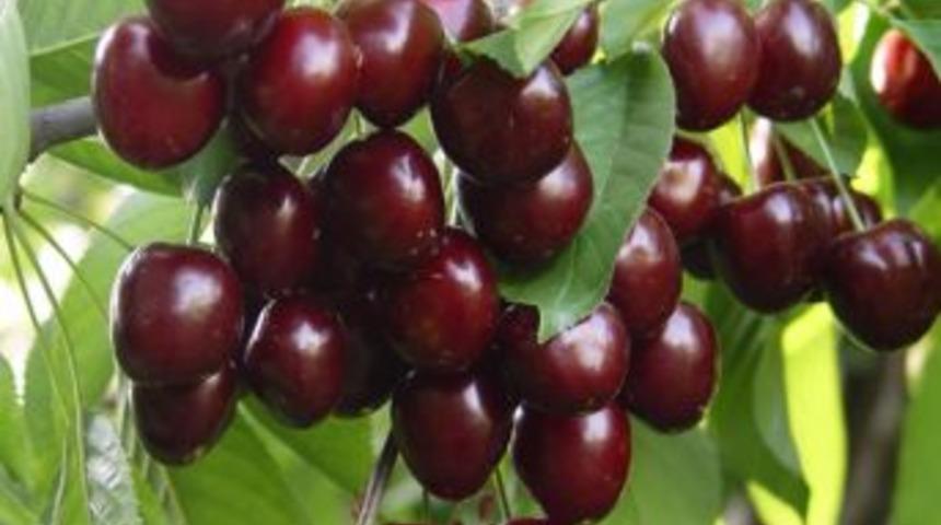 &Uuml;reticiler Trakt&ouml;rlerle Kiraz Fiyatlarını Protesto Etti