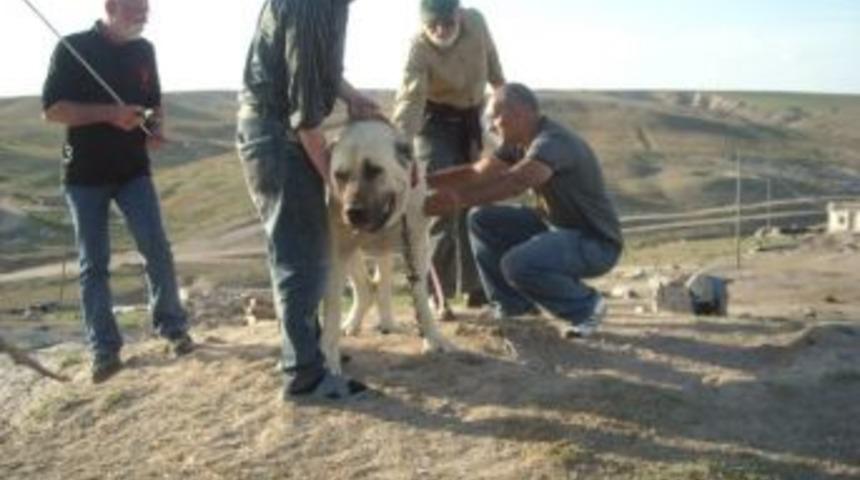 Aksaray Malaklısının Irk Tespiti &Ouml;l&ccedil;&uuml;lecek