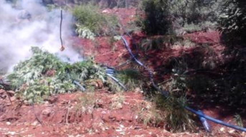 Hatay&rsquo;da 254 Bin K&ouml;k Hint Keneviri Ele Ge&ccedil;irildi