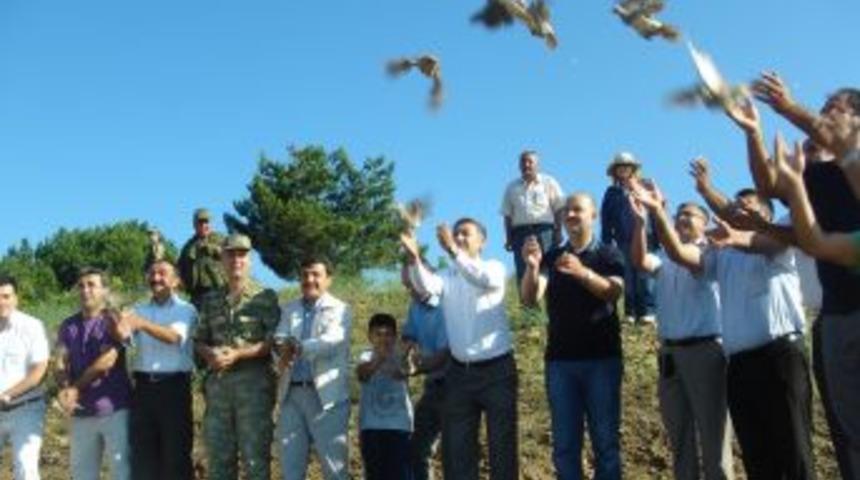 T&uuml;rkoğlu'nda 300 Kınalı Keklik Doğaya Salındı